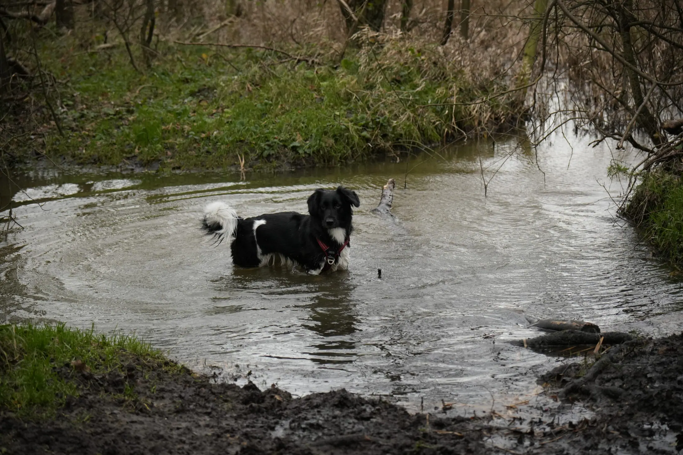 Dieren – omslagfoto
