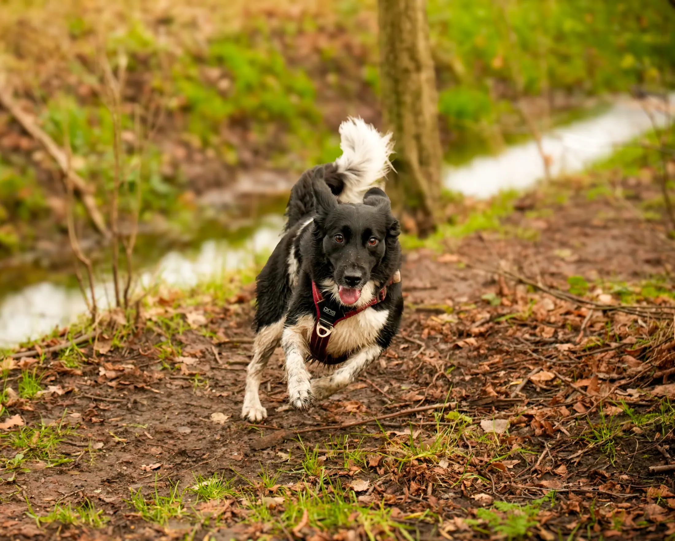 Dieren fotografie door MK Fotografie, foto 10
