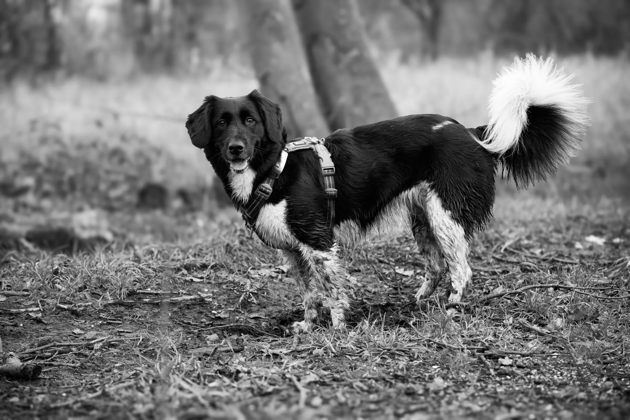 Dieren fotografie door MK Fotografie, foto 11